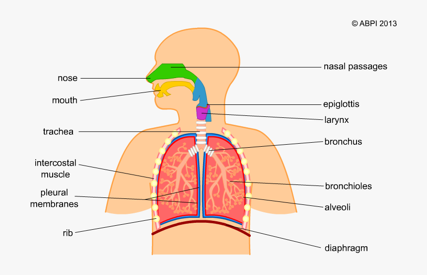 Gas Exchange System In Humans, HD Png Download, Free Download