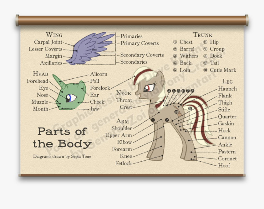 My Little Pony Body Parts, HD Png Download, Free Download