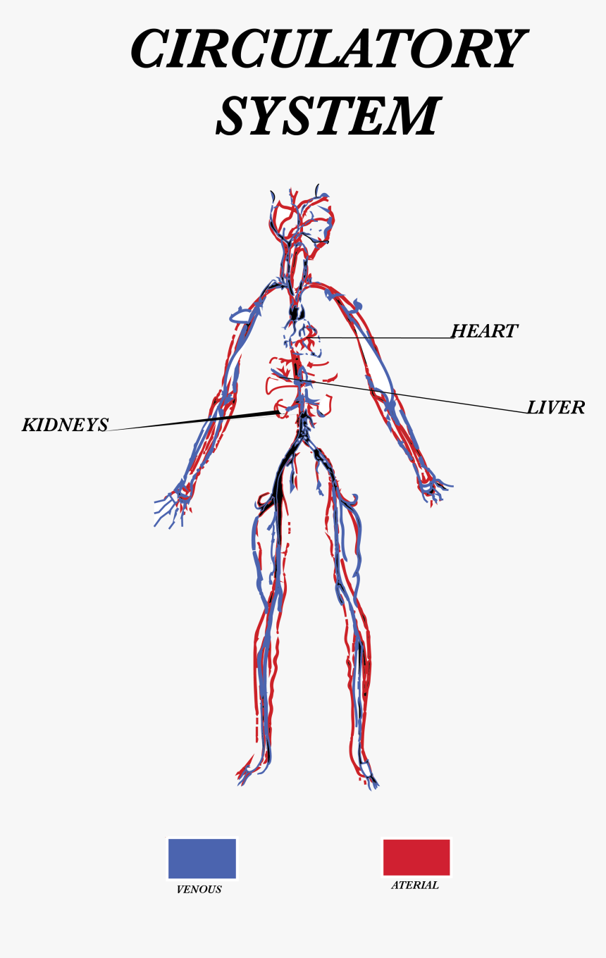 Circulatory3 - Jpeg - Circulatory System Jpeg, HD Png Download, Free Download