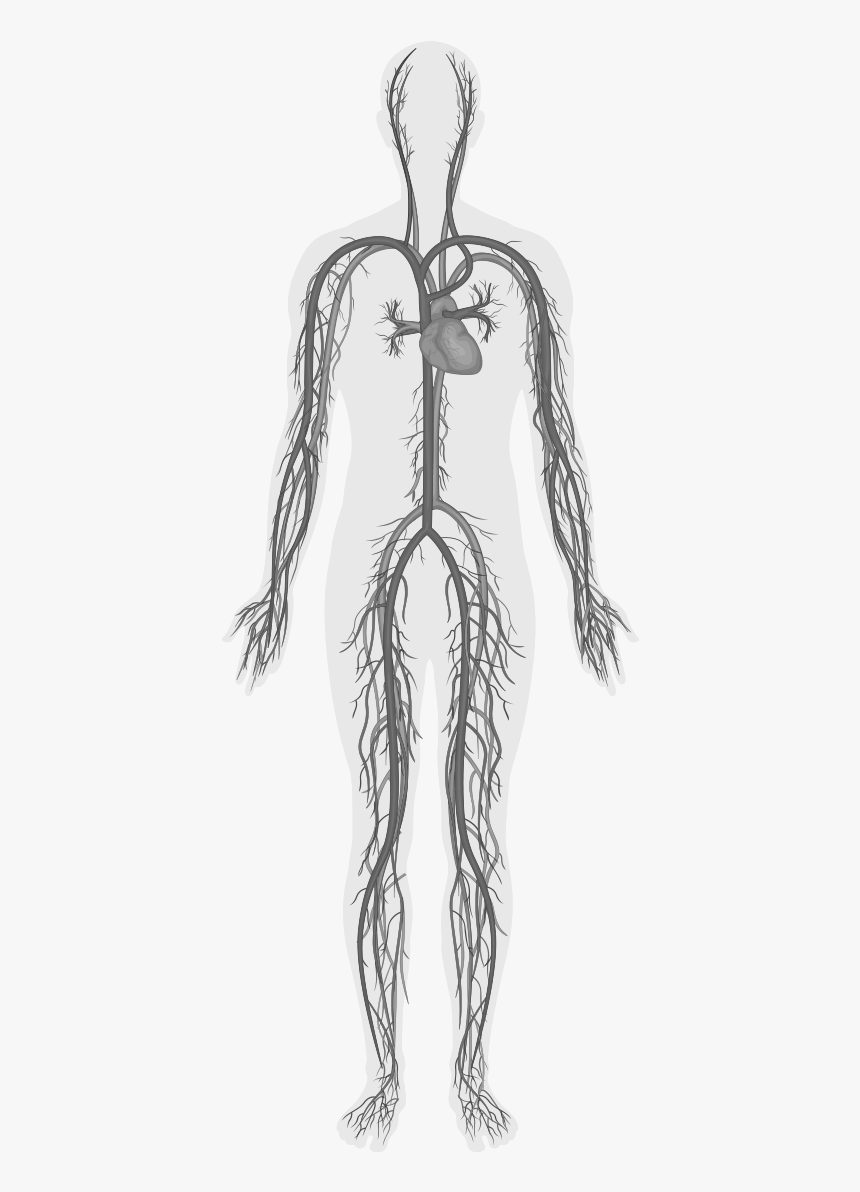 Alleviant Health Centers, Integrative Psychiatry, Holistic - Circulatory System Png, Transparent Png, Free Download
