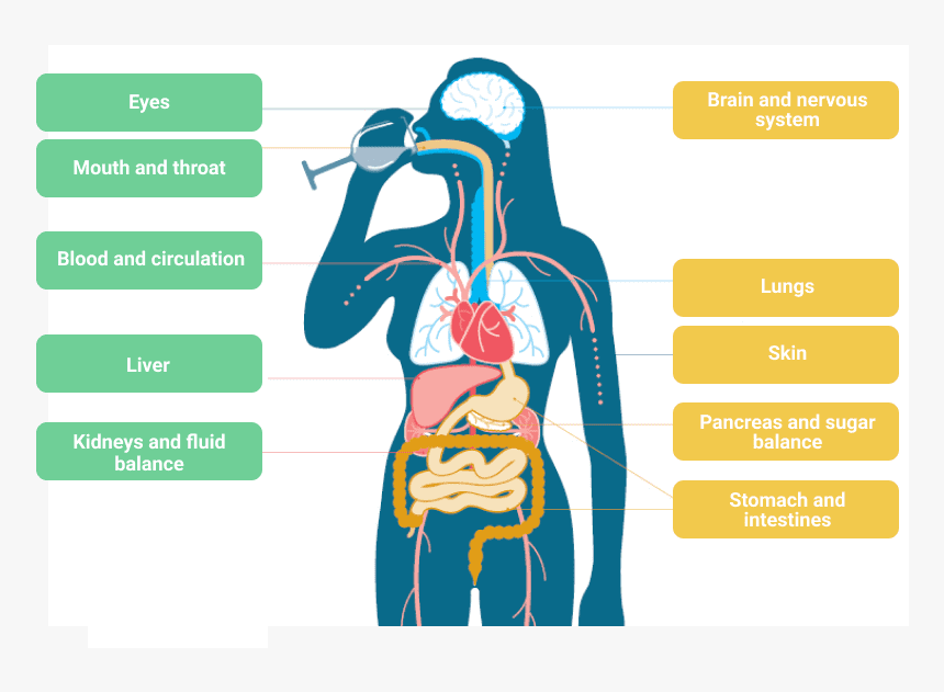 Why Drinking Alcohol Makes You Sick - Short Term Effects Of Alcohol How Is Alcohol Processed, HD Png Download, Free Download