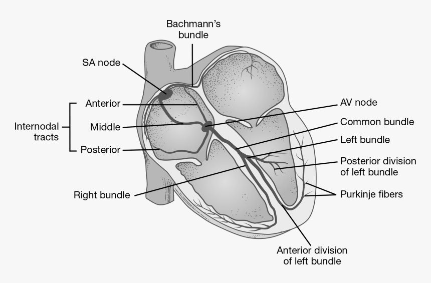 Diagram, HD Png Download, Free Download