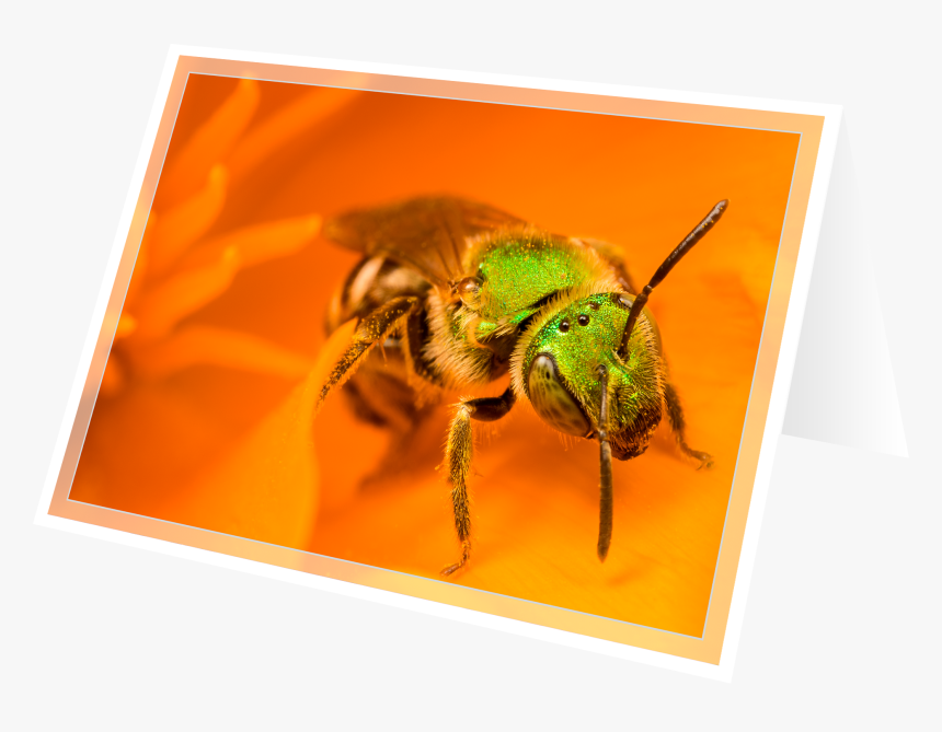 Honeybee, HD Png Download, Free Download