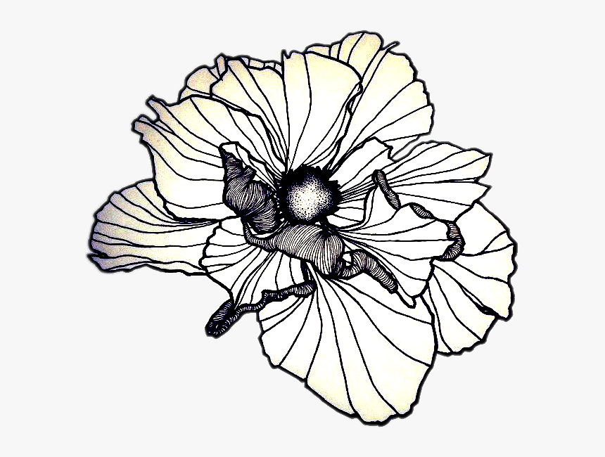 Petal Drawing Poppy - Poppy Flower Drawing, HD Png Download, Free Download