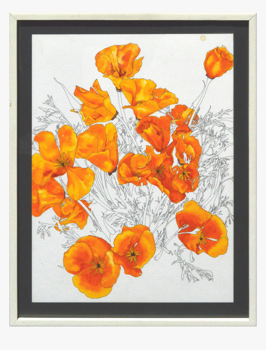 California Poppy Png - Petunia, Transparent Png, Free Download