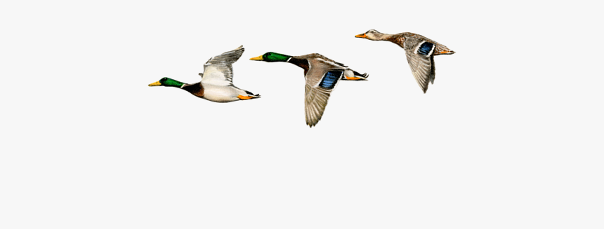 Flying Mallard Duck Painting, HD Png Download, Free Download