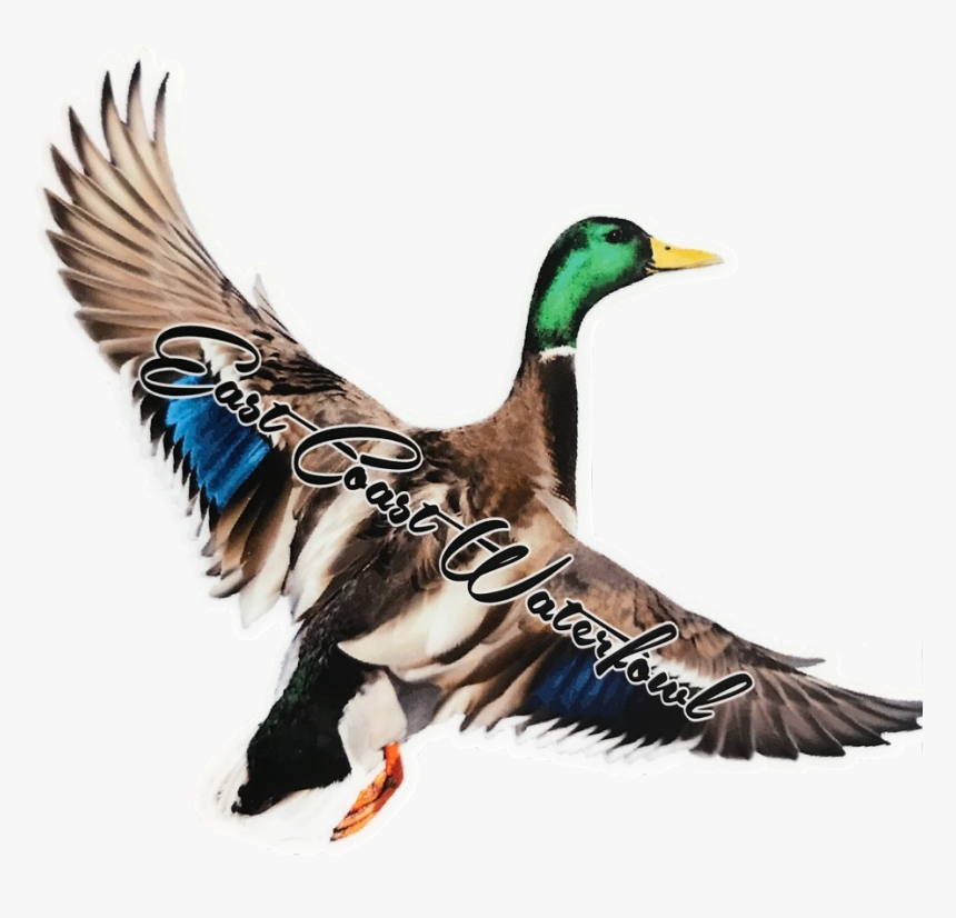 Mallard, HD Png Download, Free Download