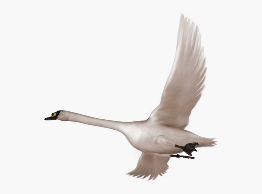 Swan Png - Swan Flying Png, Transparent Png, Free Download