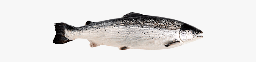 Fall Salmon Run - Norway Salmon, HD Png Download, Free Download