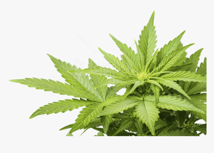 Free Png Images - Cannabis Png, Transparent Png, Free Download