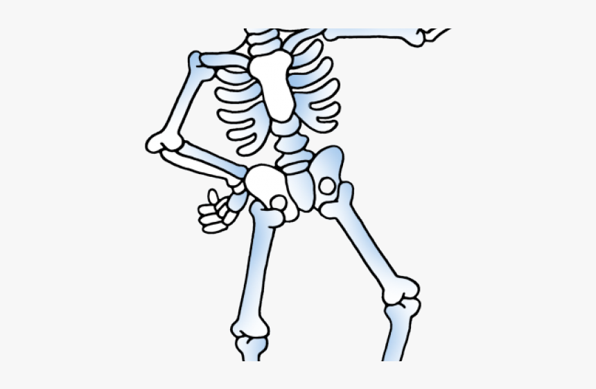 Cute Skeleton Clip Art, HD Png Download, Free Download