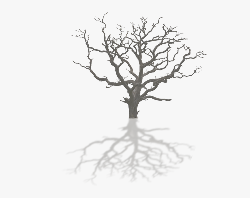 Kuru Dallı Ağaç, HD Png Download, Free Download