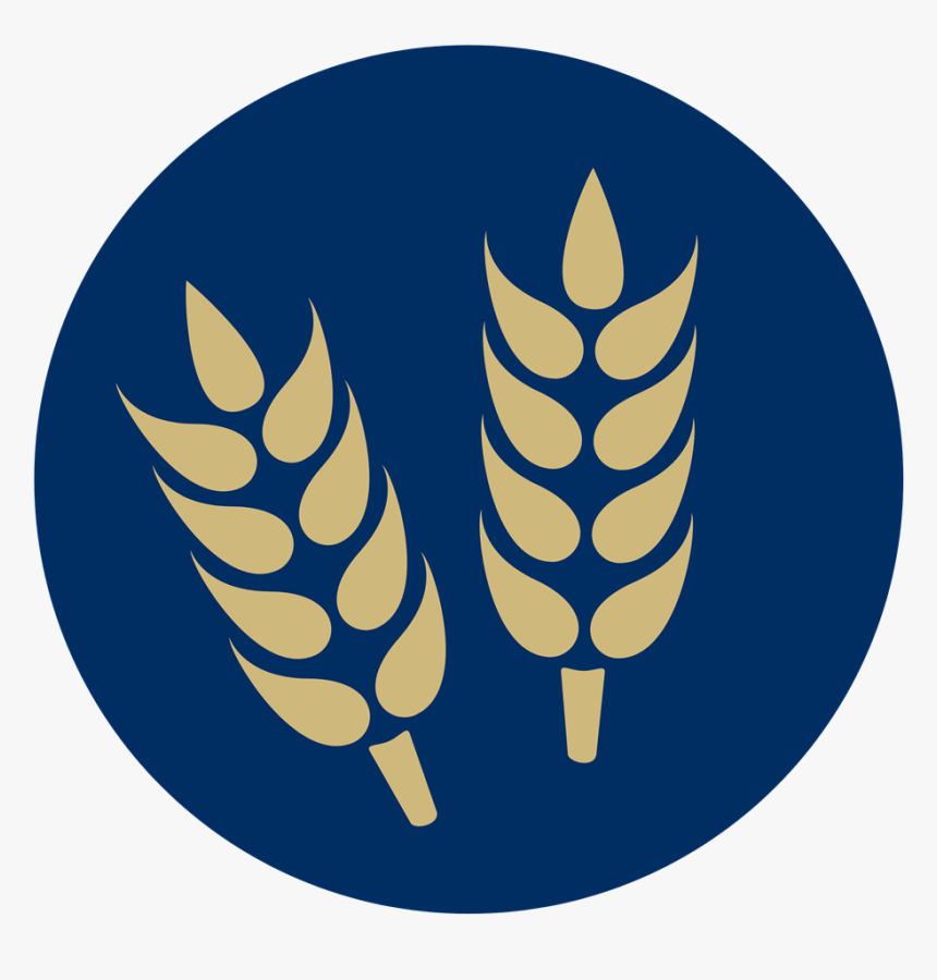 Wheat, HD Png Download, Free Download