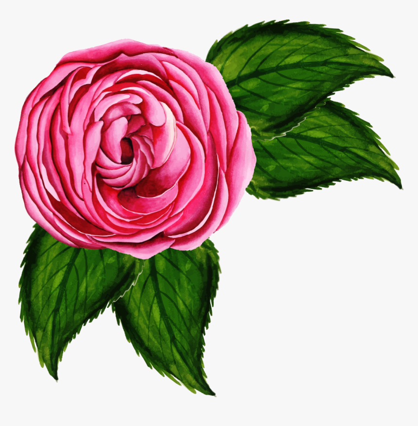 Garden Roses, HD Png Download, Free Download