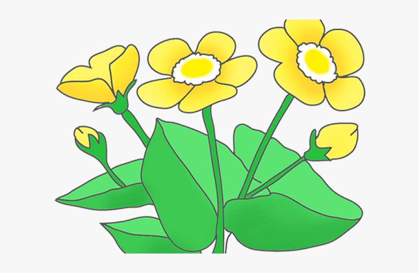 Buttercups Clipart, HD Png Download, Free Download