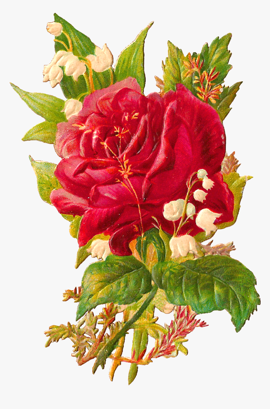 Garden Roses, HD Png Download, Free Download