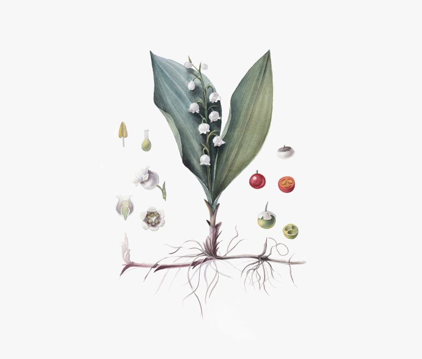 Lily Of The Valley, HD Png Download, Free Download