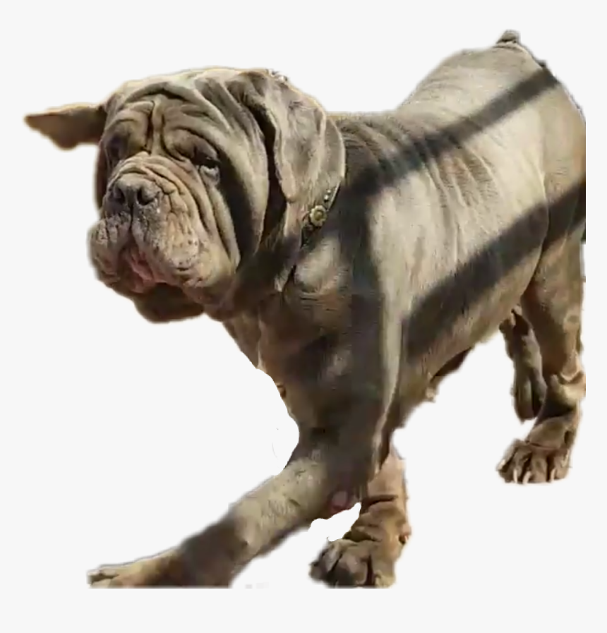 #freetoedit - Neapolitan Mastiff, HD Png Download, Free Download