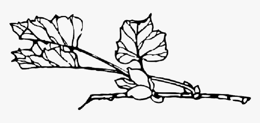 Outline, Tree, Flower, Branch, Plant, Vine, Bush, Shrub - Clip Art, HD Png Download, Free Download