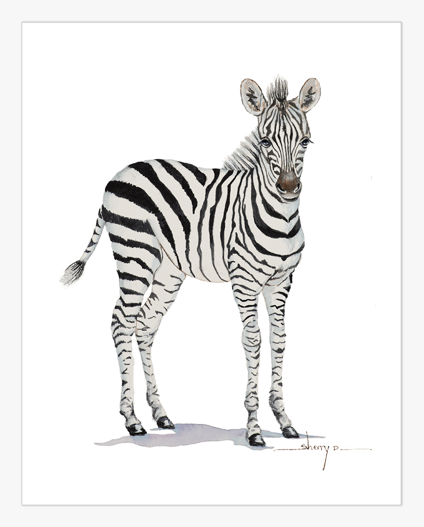 Baby Zebra Png - Zebra Picture Transparent Background, Png Download, Free Download