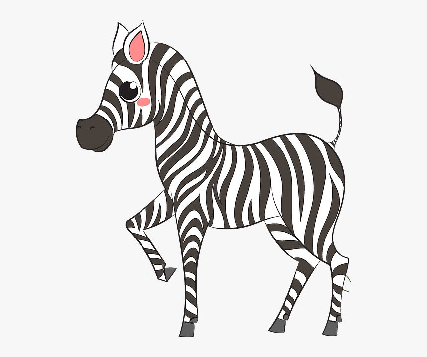 Zebra, HD Png Download, Free Download