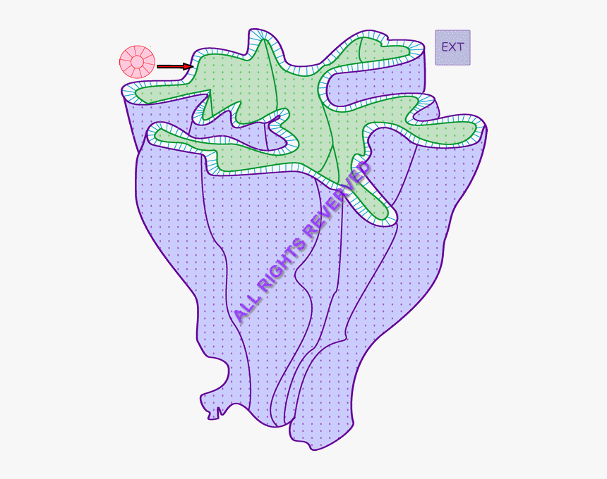 /images/folds Irregular Longi - Map, HD Png Download, Free Download