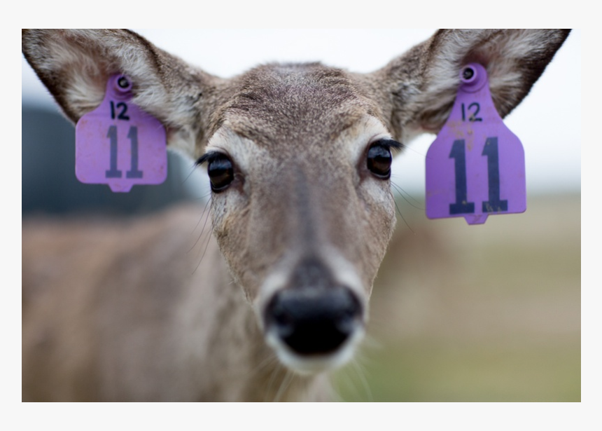 White-tailed Deer, HD Png Download, Free Download