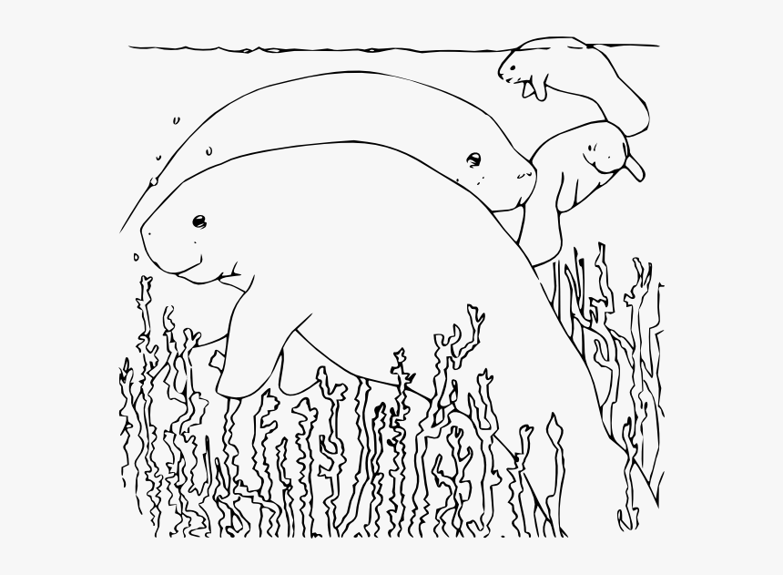 Manatee Coloring Page, HD Png Download, Free Download