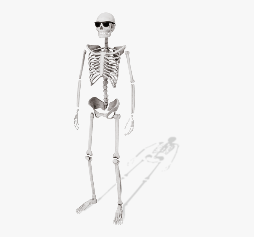 Skeleton, HD Png Download, Free Download
