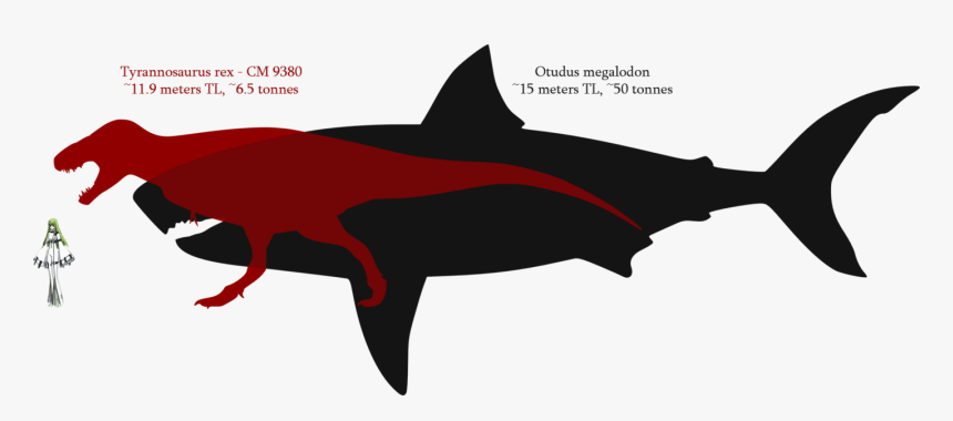 Shark Tooth Megalodon Tyrannosaurus Great White Shark - Ark Great White Shark, HD Png Download, Free Download