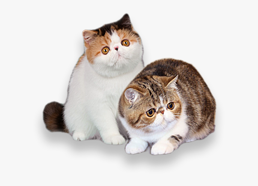 Domestic Short-haired Cat, HD Png Download, Free Download