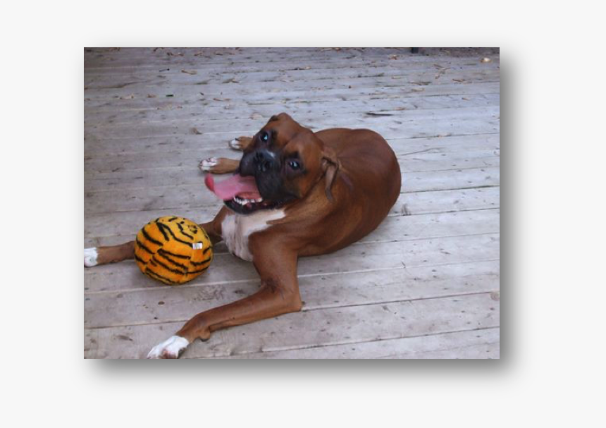 Boxer, HD Png Download, Free Download