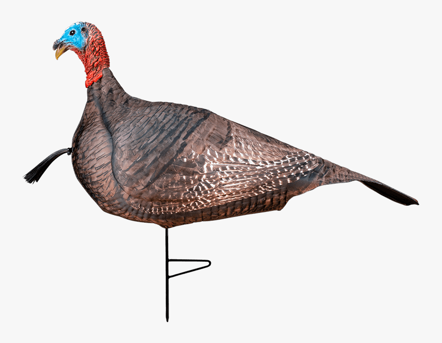 Photoform Jake Turkey Decoy - Turkey, HD Png Download, Free Download