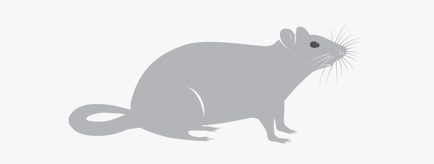 Rat-1578355258 - Rat, HD Png Download, Free Download