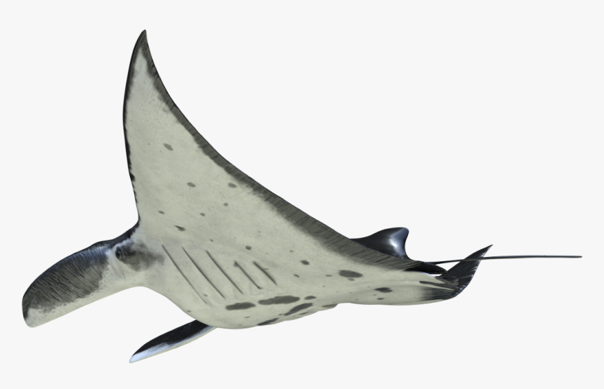 Marlin, HD Png Download, Free Download