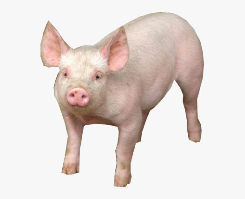 Pig Png Free Download - Pig With No Background, Transparent Png, Free Download