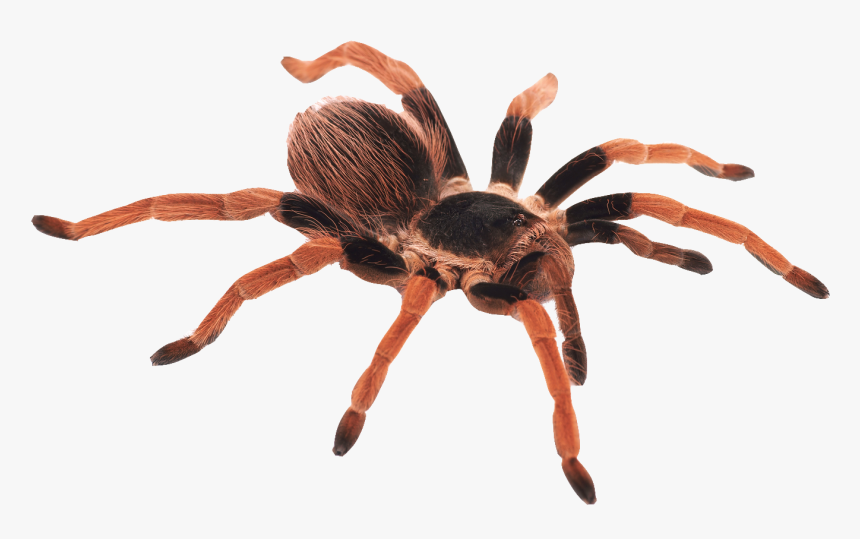 Barack Obama Trapdoor Spider, HD Png Download, Free Download