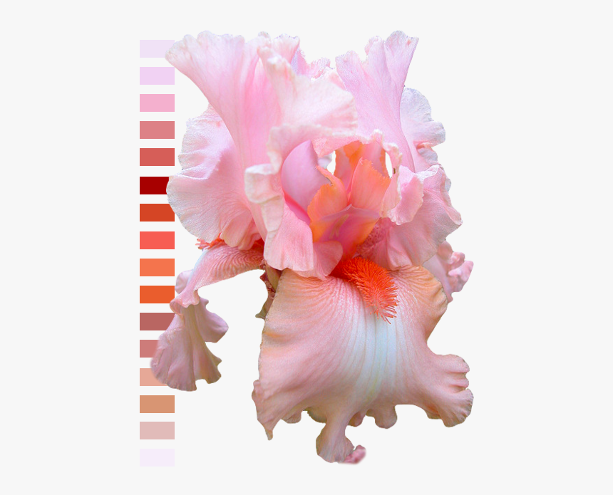 Flower Pink Colors Rosie Transparent Color Palette - Iris Flower Pink Transparent, HD Png Download, Free Download