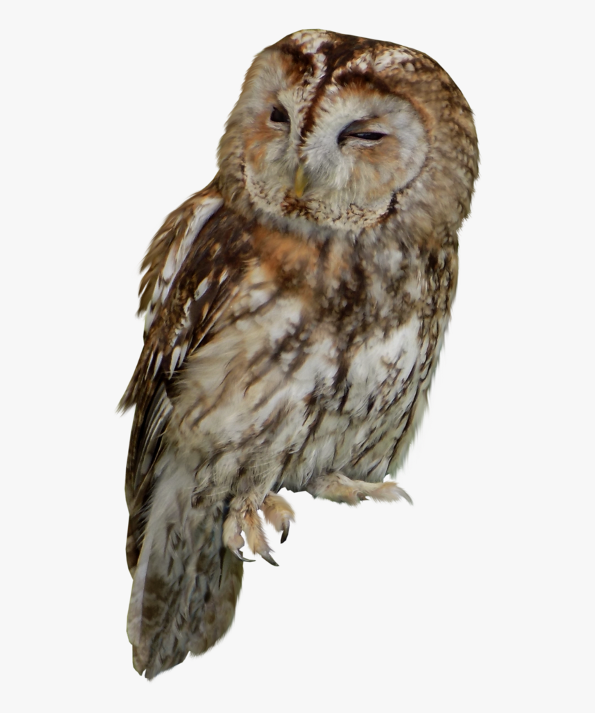 Tawny Owl Clipart - Tawny Owl Png, Transparent Png, Free Download