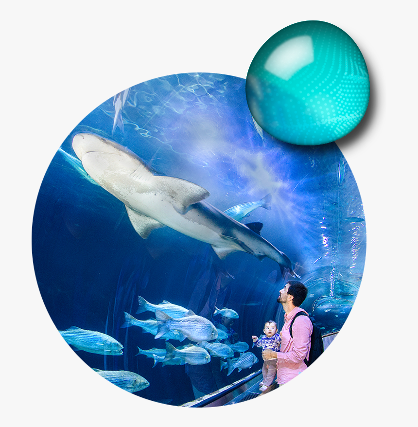 Aquarium Of The Bay, HD Png Download, Free Download