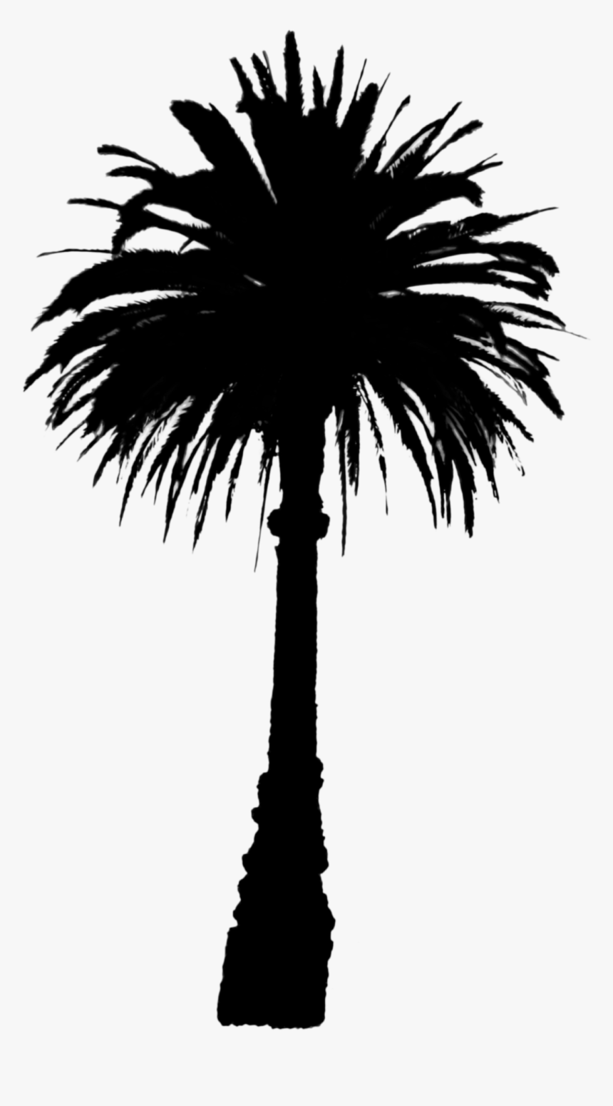 Asian Palmyra Palm Date Palm Line Palm Trees Silhouette - Palm Tree, HD Png Download, Free Download