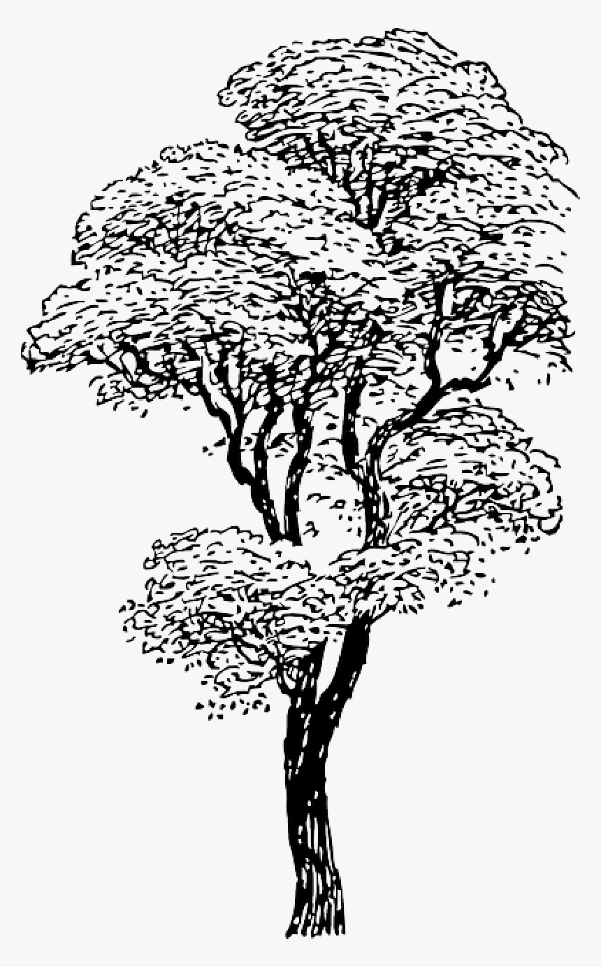 Outline, Drawing, Sketch, Tree, Cartoon, Winter, Trees - Drawings Of Tall Trees, HD Png Download, Free Download