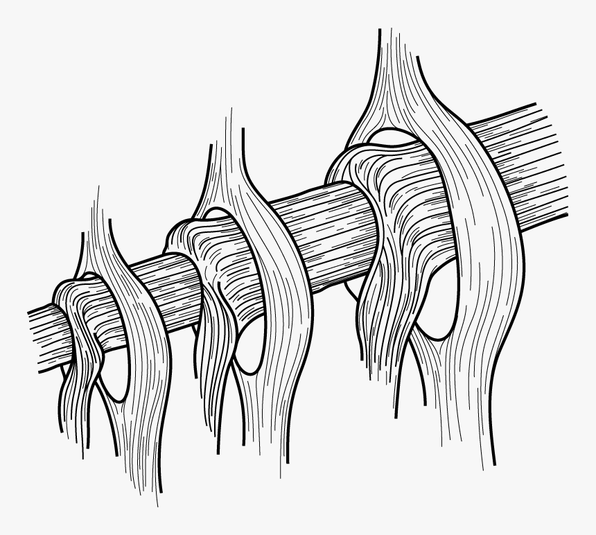 Representation Of Alex Shigo"s Model Of Branch Attachment - Line Art, HD Png Download, Free Download