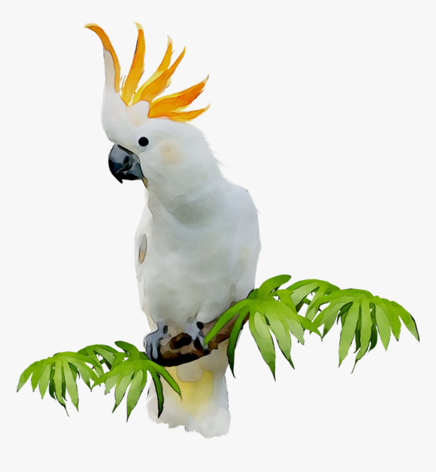 Sulphur-crested Cockatoo Clip Art Portable Network - Free Cockatoo Clip Art, HD Png Download, Free Download