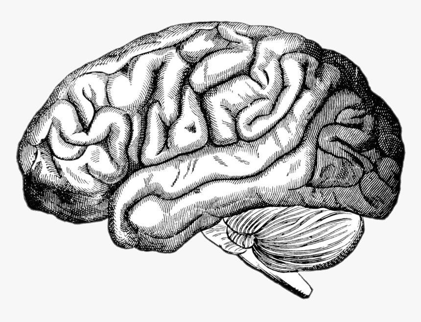 #realistic #brain - Realistic Drawing Of A Brain, HD Png Download, Free Download