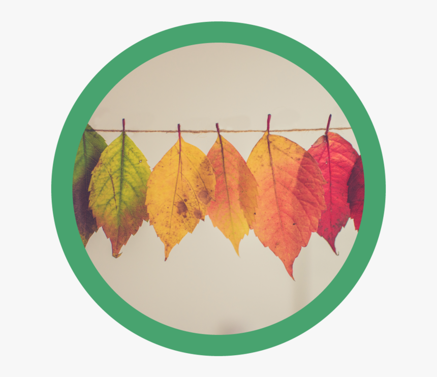 Leaves - Nothing Always Stays The Same, HD Png Download, Free Download