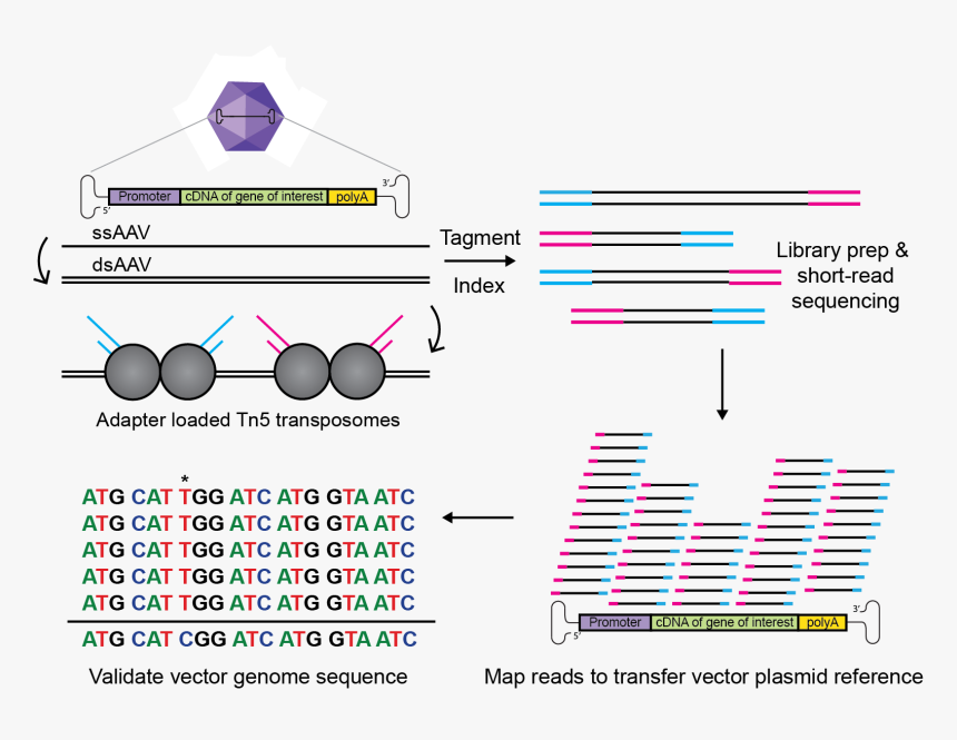 Diagram, HD Png Download, Free Download