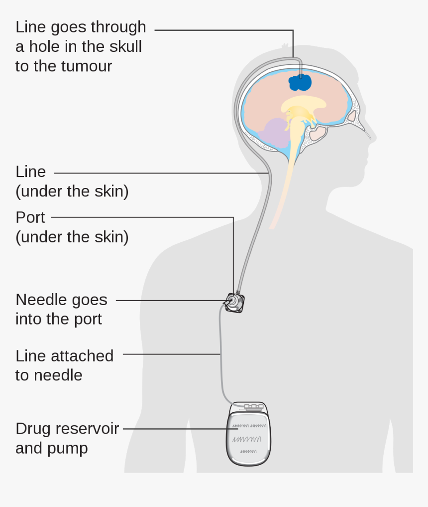 Diagram Of What Drugs Do To You, HD Png Download, Free Download