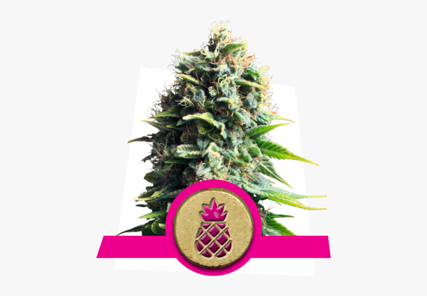 Pineapple Kush Royal Queen, HD Png Download, Free Download