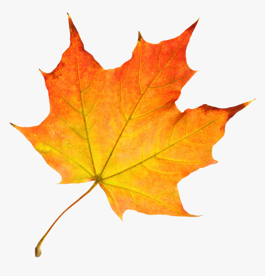 Maple Leaf, HD Png Download, Free Download